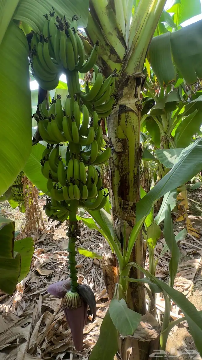 شتلات موز أمريكي قصير الموقع المخواه 6