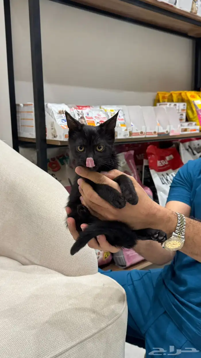 للتبني قطه سكوتش ستريت 3