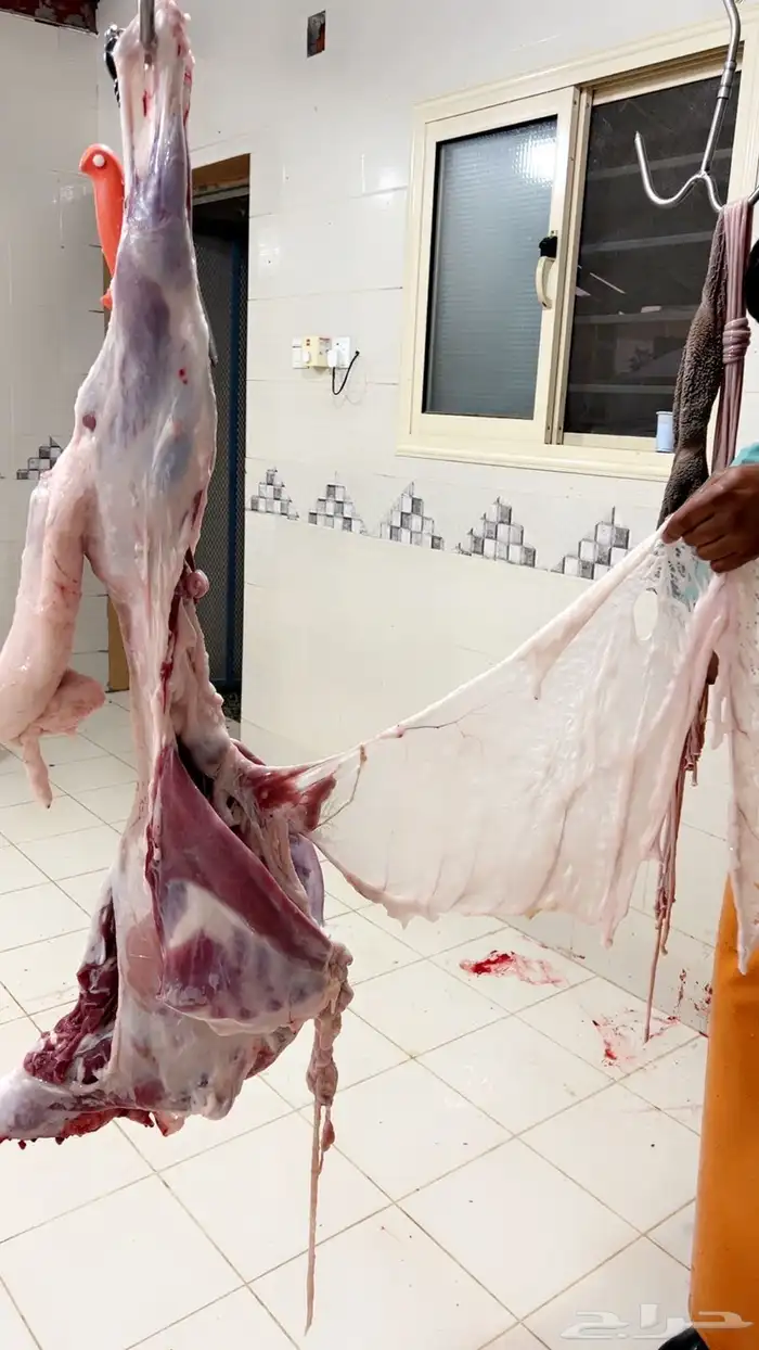 ذبايح خرفان 7