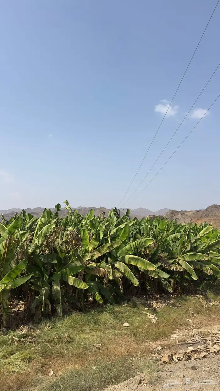 شتلات موز أمريكي قصير الموقع المخواه 8