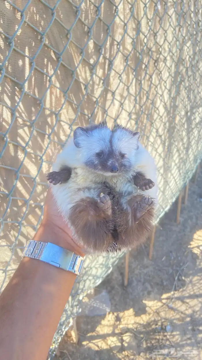 قنفذ موزك اليف لونه مميز ونادر 1