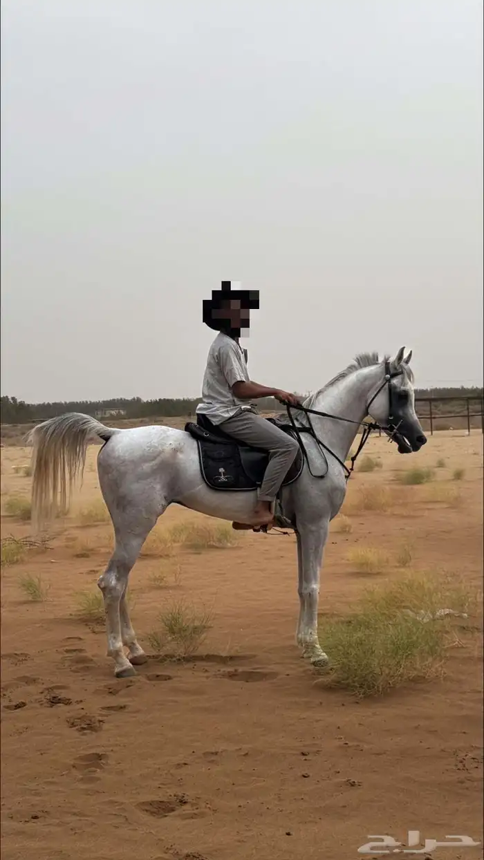 خيل عربي اصيل 2