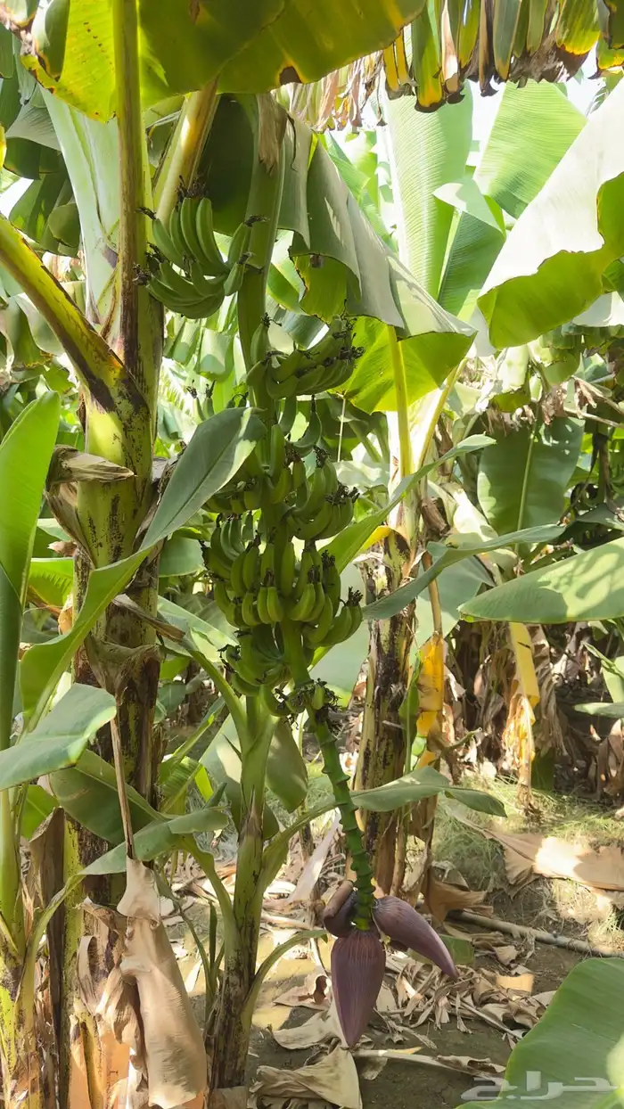 شتلات موز أمريكي قصير الموقع المخواه 3