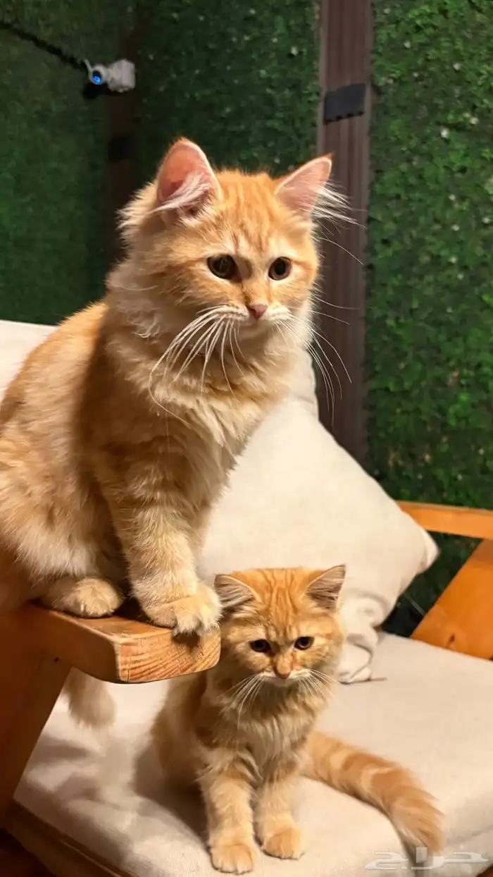 بيع قطه شيرازي أنثى ب350 ريال يوجد لديها اغراض شامله 0