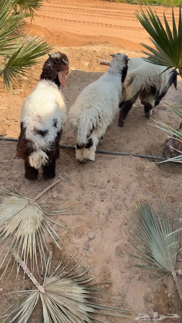 نعيم هرافه 1