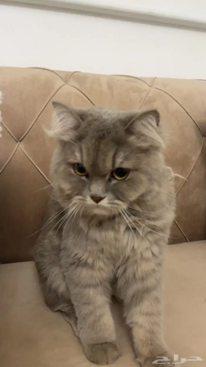 قطه للتبني مجانا 2