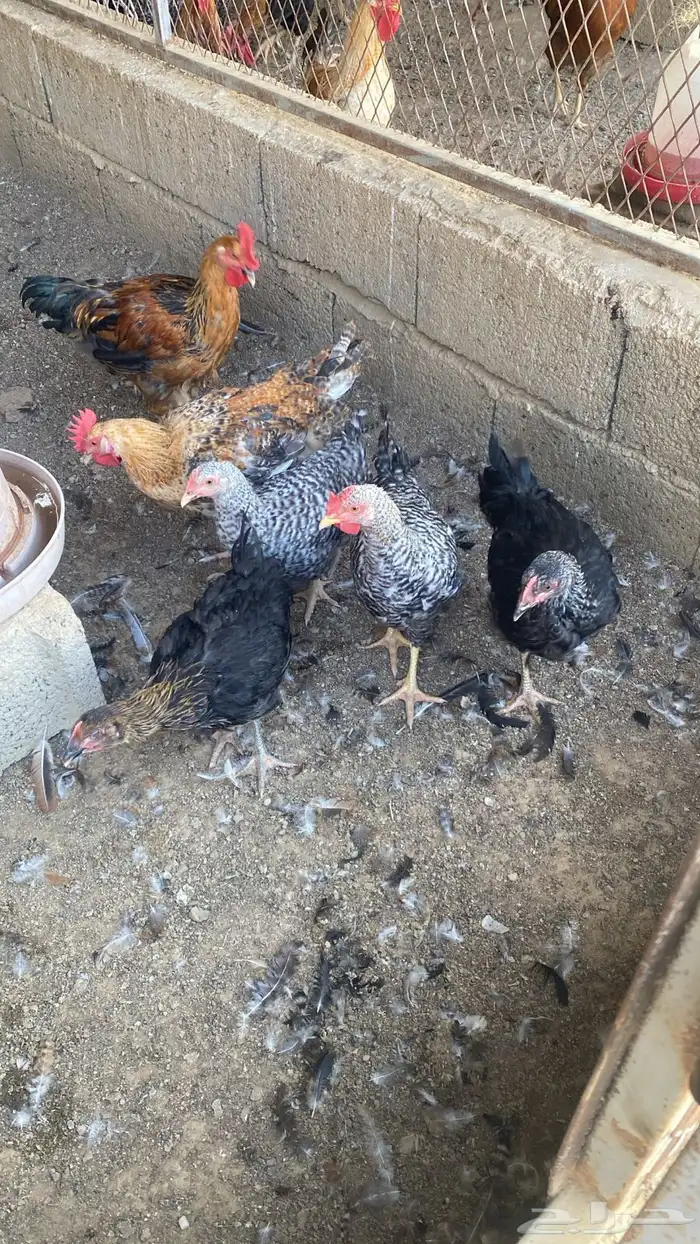 دجاج تركي للبيع 32