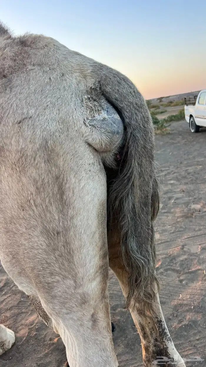 ناقه خلفه شقحى 3