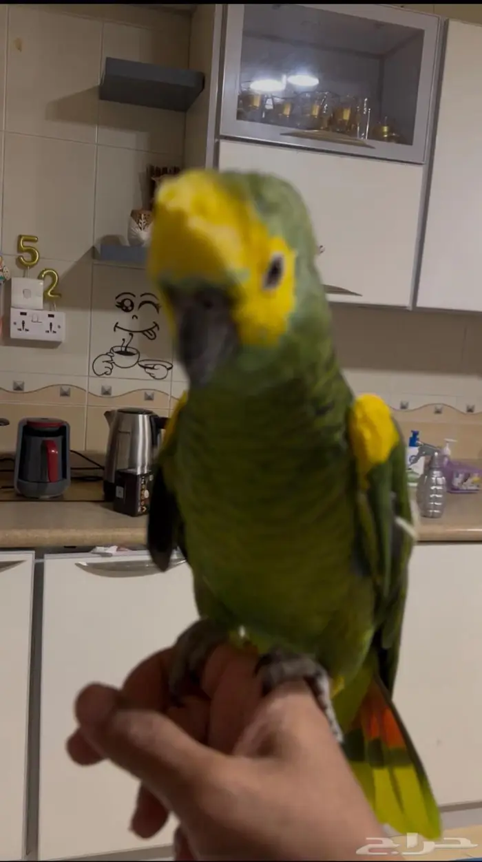 امزوني بلوفرنتد جاكو كابتن كلام 1