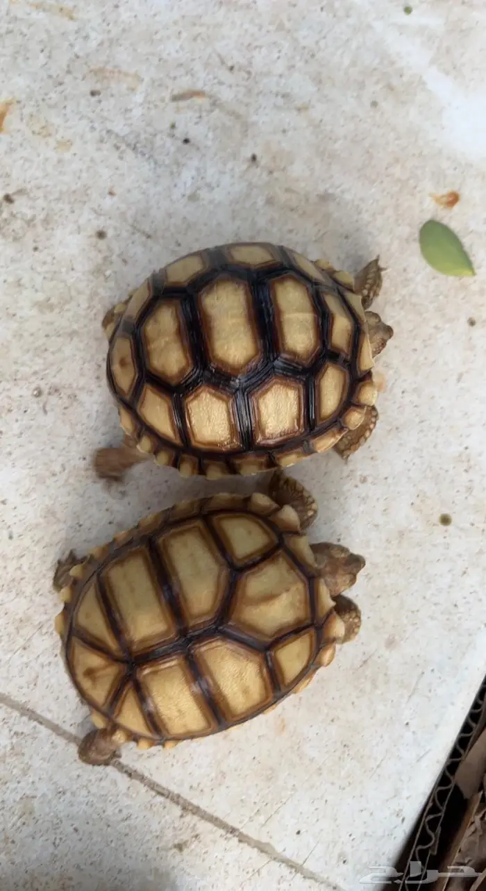 سلاحف سلوكاتا سلكاتا 1