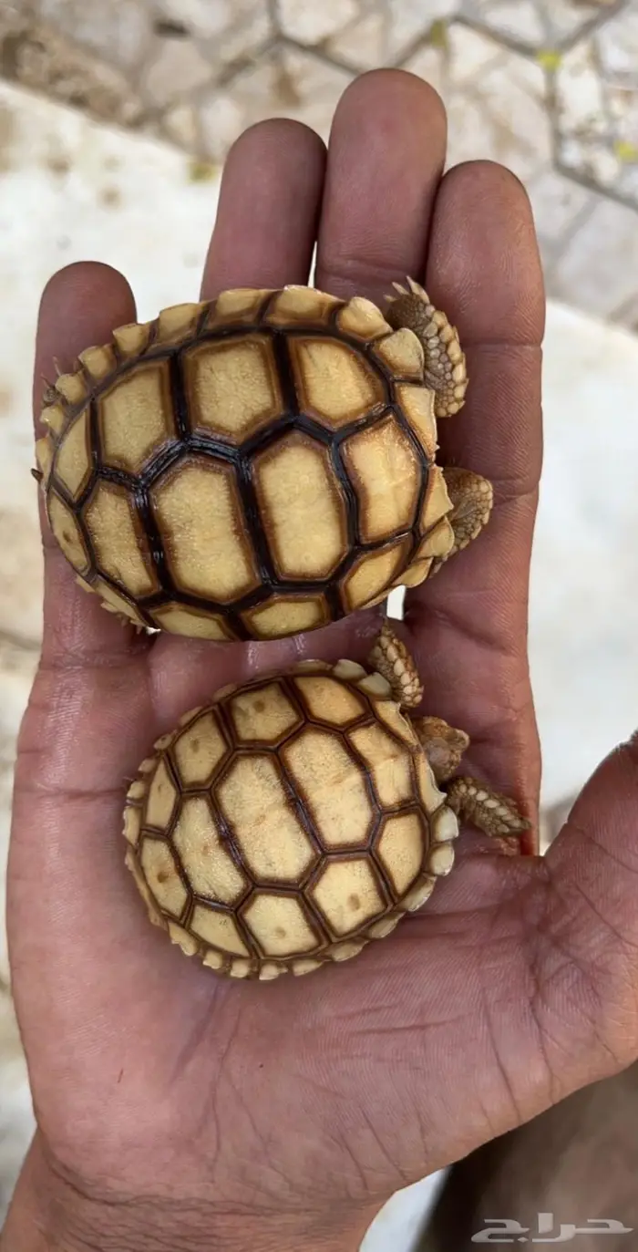 سلاحف سلوكاتا سلكاتا 2