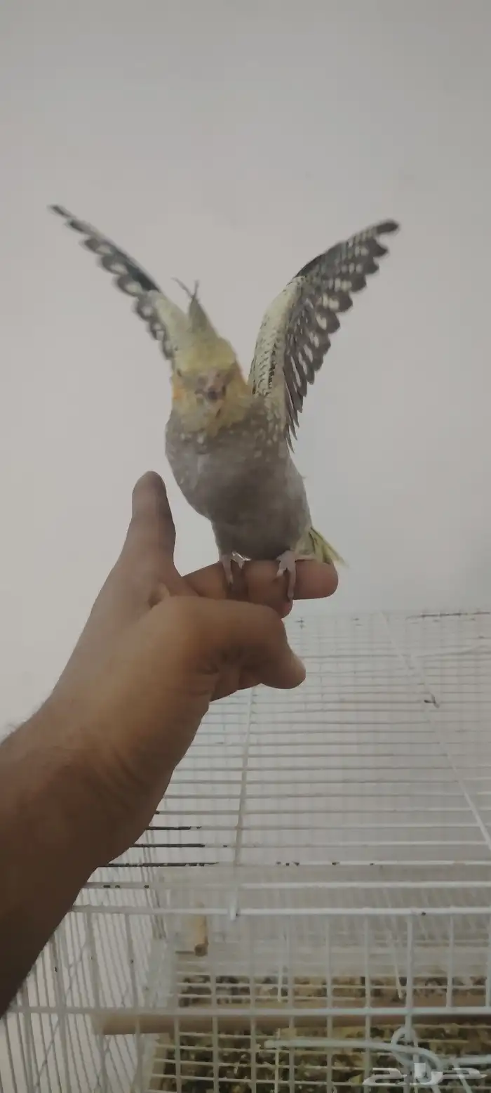 أنثى كروان 0