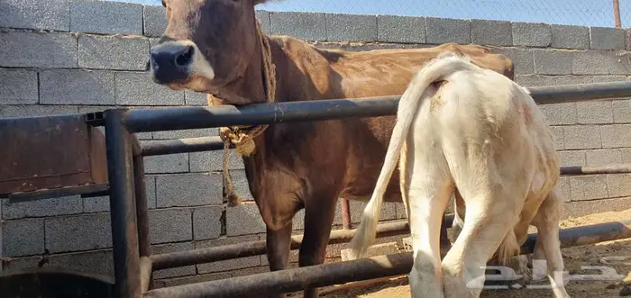 بقره سويسري معها ثور نادر ولقاح بالشهر الثالث 1