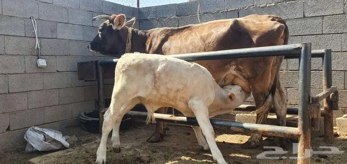 بقره سويسري معها ثور نادر ولقاح بالشهر الثالث 2