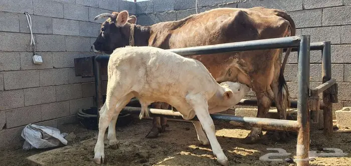 بقره سويسري معها ثور نادر ولقاح بالشهر الثالث 4