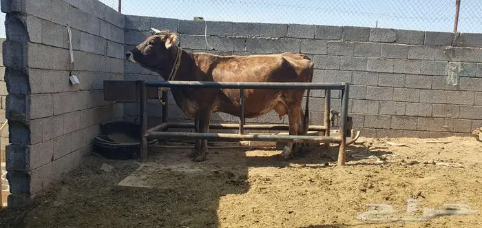 بقره سويسري معها ثور نادر ولقاح بالشهر الثالث 0