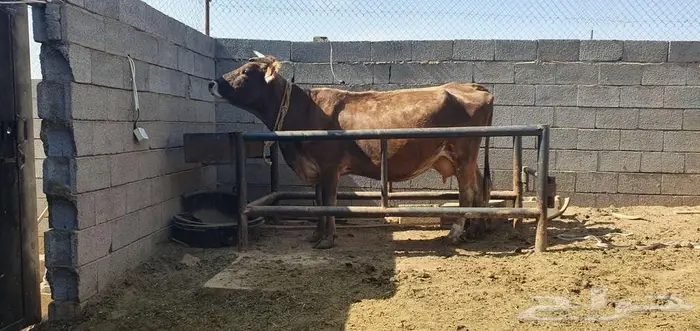 بقره سويسري معها ثور نادر ولقاح بالشهر الثالث 5