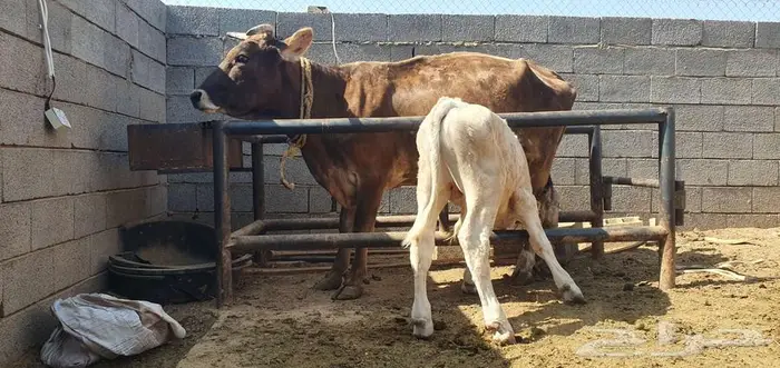 بقره سويسري معها ثور نادر ولقاح بالشهر الثالث 3