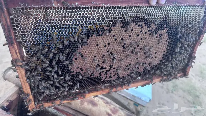 نحل بلدي خلايا إفرنجي للبيع 2