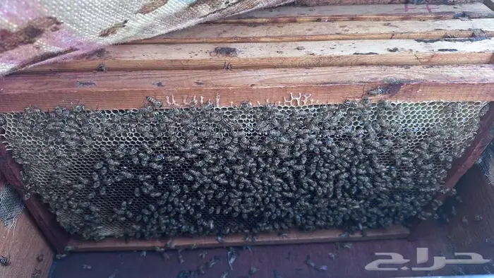 نحل بلدي خلايا إفرنجي للبيع 3