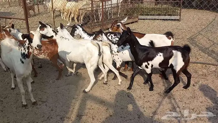 معزا مقاني تم البيع 1