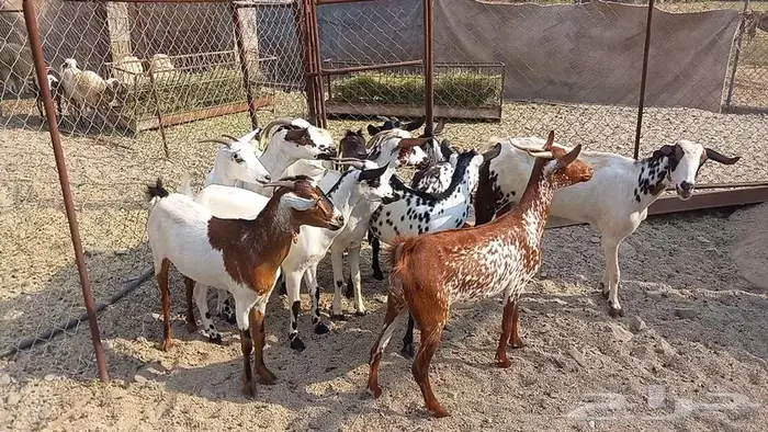 معزا مقاني تم البيع 0