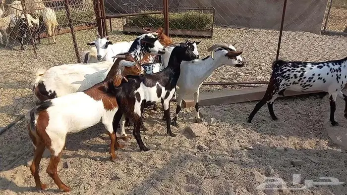 معزا مقاني تم البيع 2