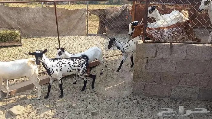 معزا مقاني تم البيع 3