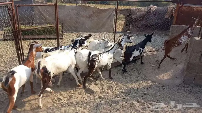 معزا مقاني تم البيع 4