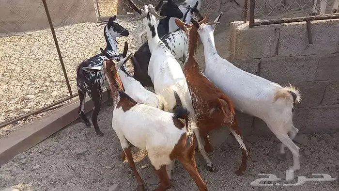 معزا مقاني تم البيع 5