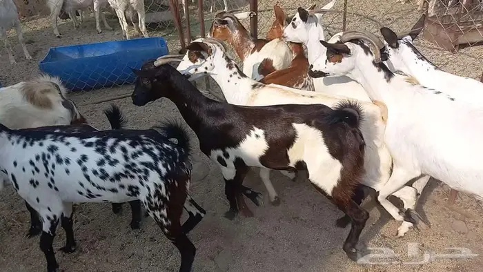 معزا مقاني تم البيع 7