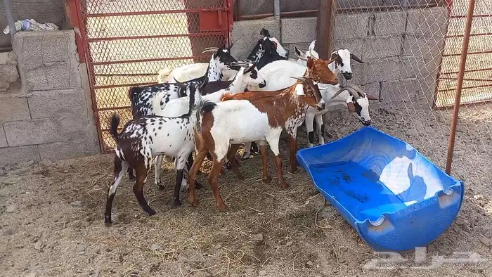 معزا مقاني تم البيع 6