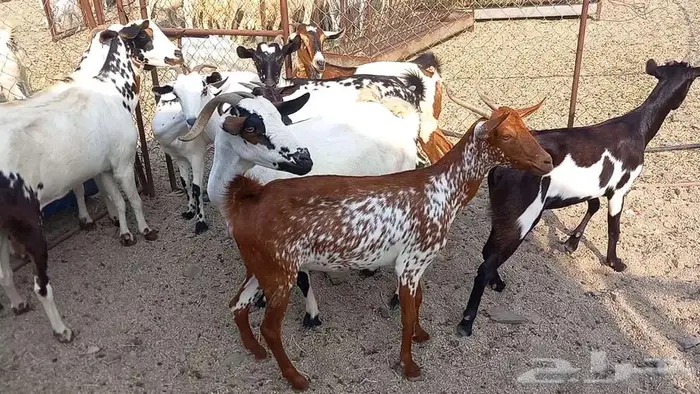 معزا مقاني تم البيع 8