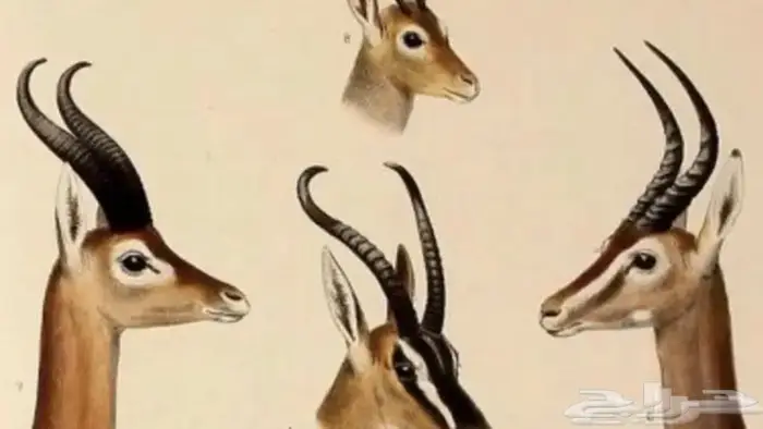 غزال ريم ذكر. 0