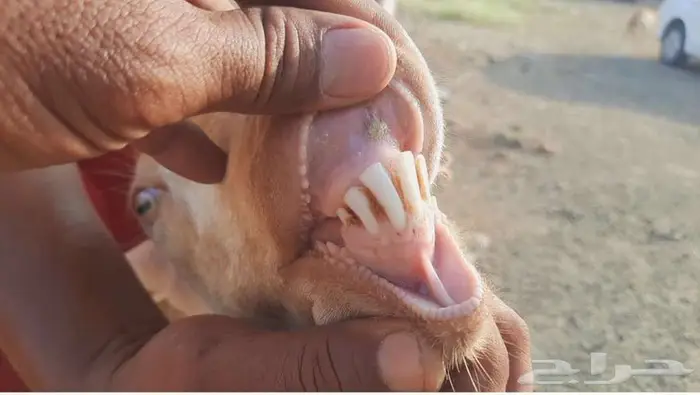 تيس فحل السن رباع للبيع على السوم 0