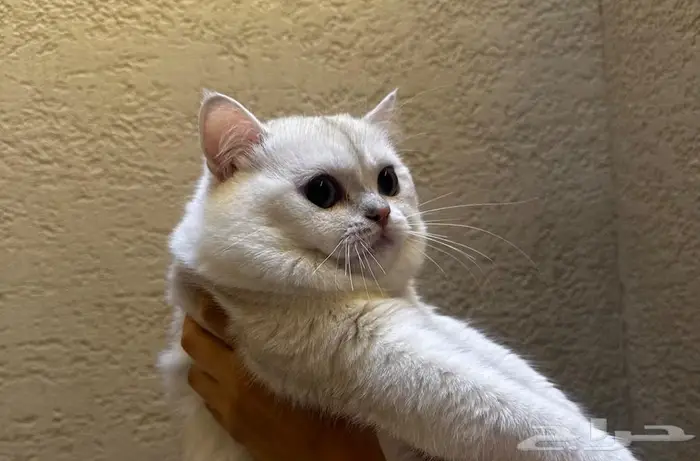 ذكر عيون زرقاء للبيع عمره سنه ونص 1