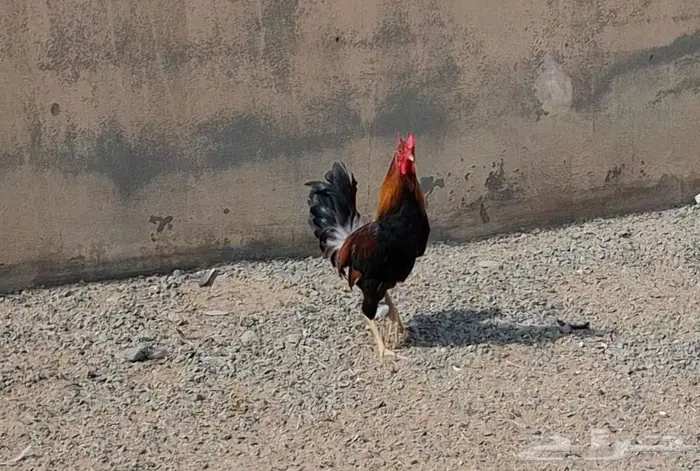 ديك بلدي اصيل 11