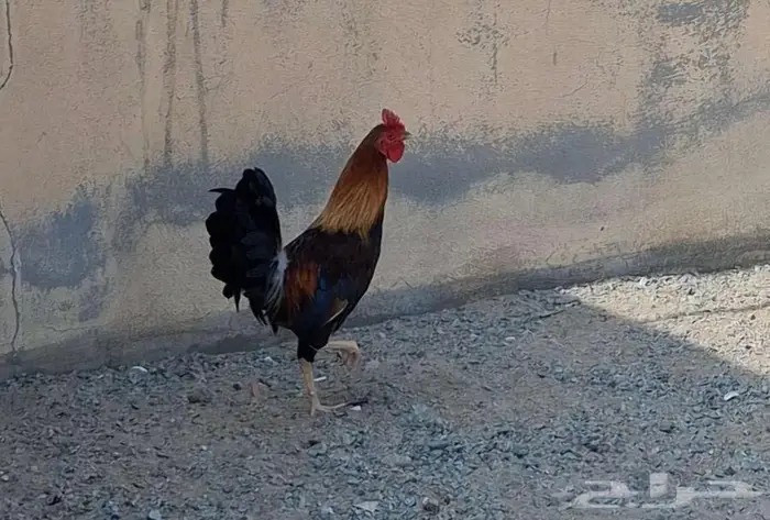 ديك بلدي اصيل 4