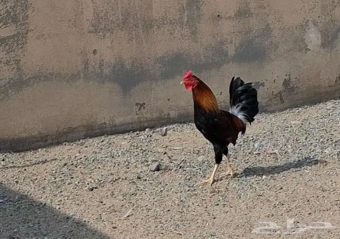 ديك بلدي اصيل 3