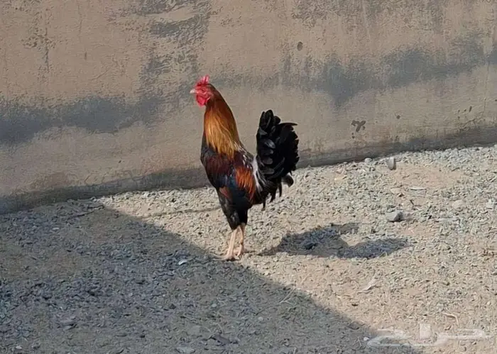 ديك بلدي اصيل 13