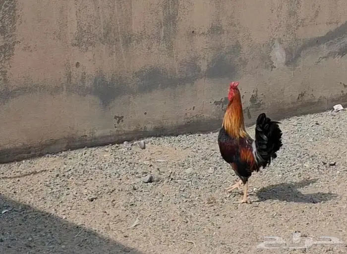 ديك بلدي اصيل 7