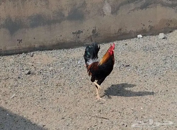 ديك بلدي اصيل 6