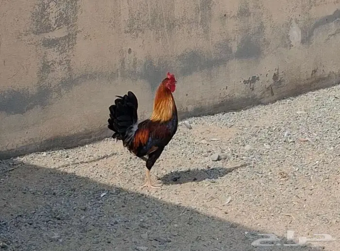 ديك بلدي اصيل 8