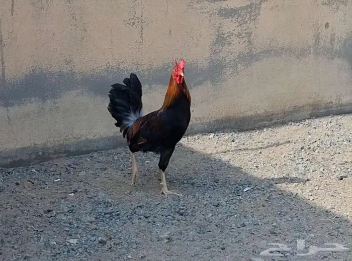 ديك بلدي اصيل 5