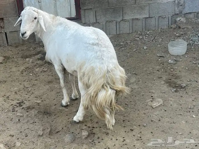 خروف فحل سديس صنف وشرط 5