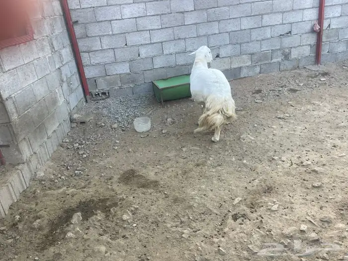 خروف فحل سديس صنف وشرط 3