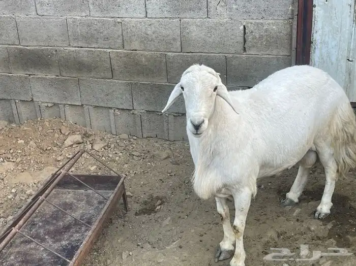 خروف فحل سديس صنف وشرط 1