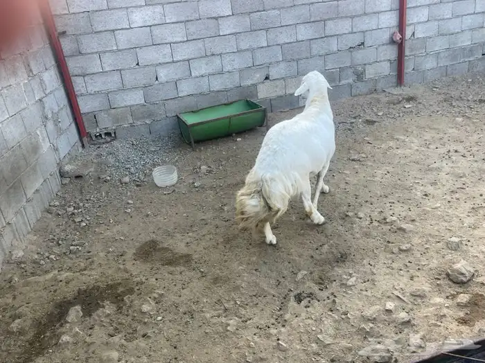 خروف فحل سديس صنف وشرط 0