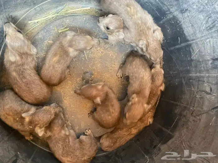 وبران مواليد مناسبه ل التوليف 2