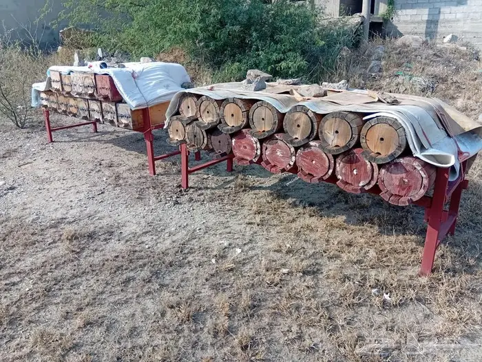 نحل بلدي للبيع 10